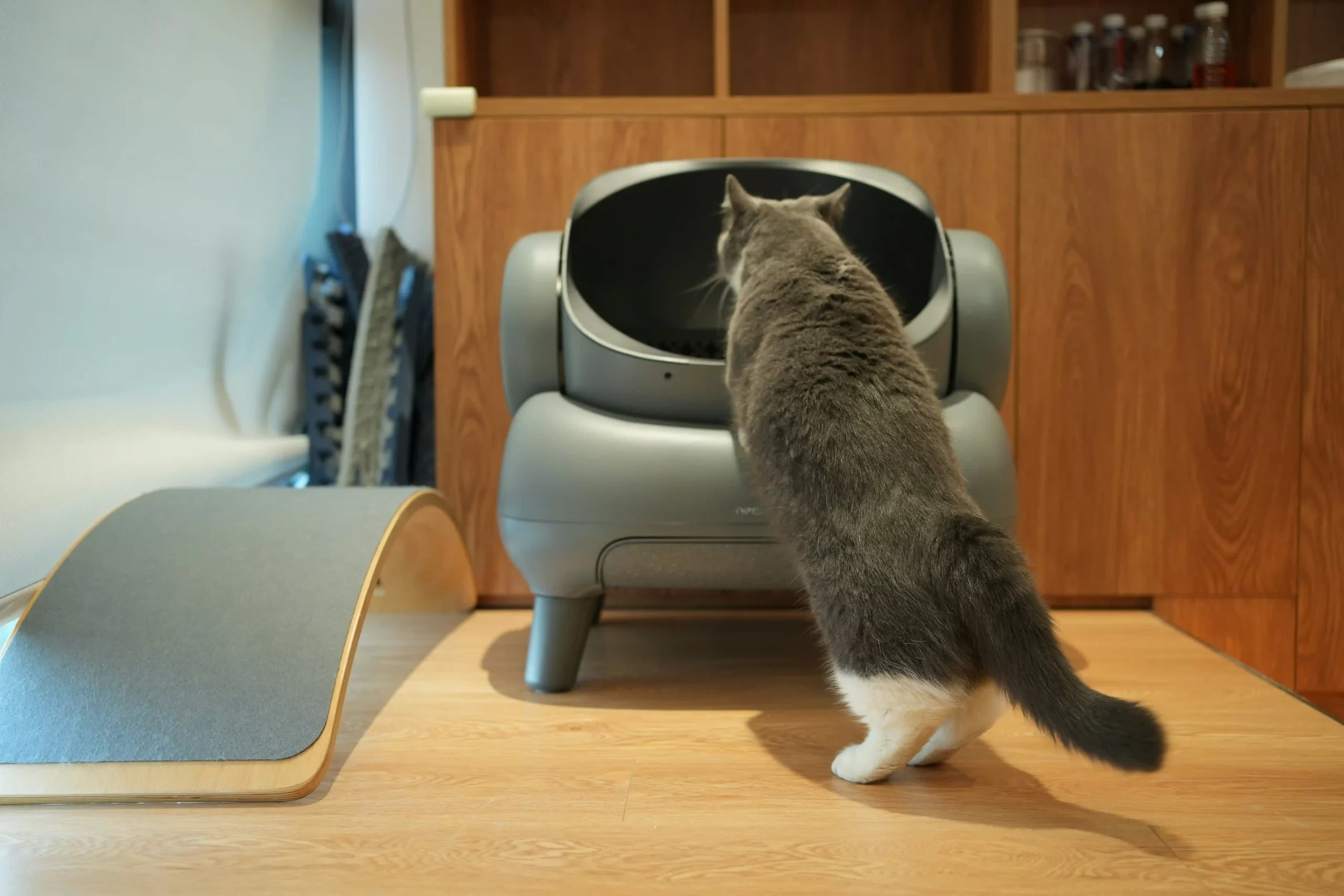 automatic cat litter box